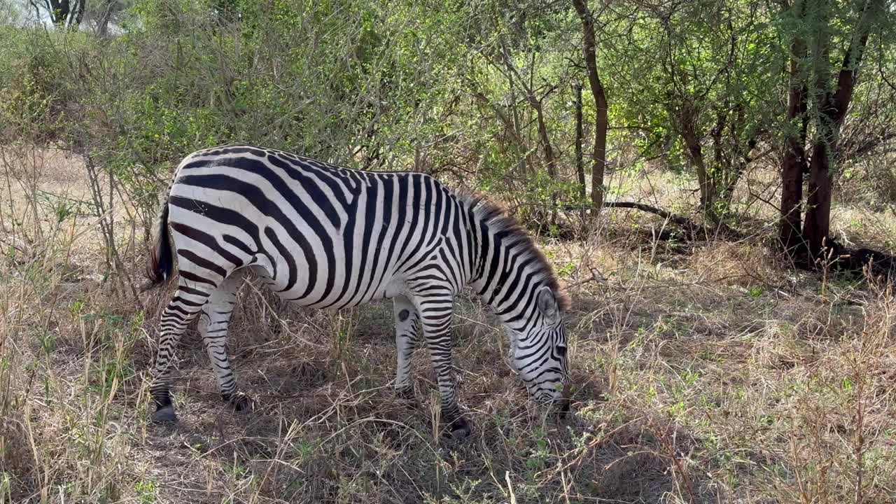 Grant's zebra (Equus burchelli boehmi) with an unusual pattern on the back in Tarangire National Park, Tanzania
