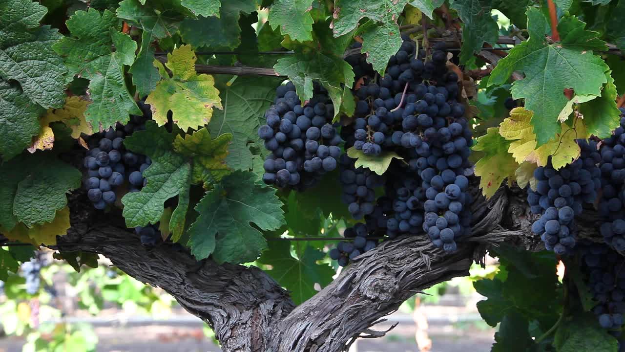 tiro medio de deliciosos racimos de uva cabernet sauvigon púrpura durante la cosecha de otoño