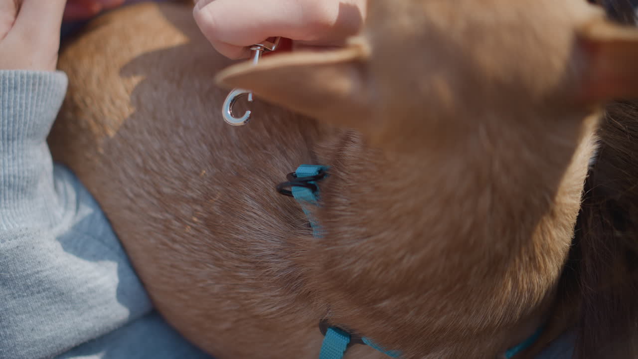 애완동물 목걸이 수정, 작은 목걸이를 조절하는 강아지 주인, 햇빛 아래에서 작은 강아지 목걸이를 부드럽게 다루기, 햇빛 아래에서 작은 치와와를 위해 푹신한 목걸이를 조심스럽게 수정하는 애완동물 주인