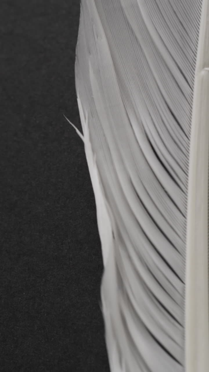 Micro vertical video of close up of feather with copy space on black background
