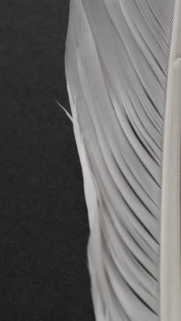 micro vertical video of close up of feather with copy space on black background