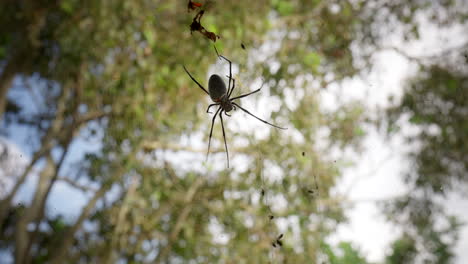 Golden-Orb-Weaver-Bewegt-Sich-Auf-Feinem-Netz-Im-Wald,-Nahaufnahme-Von-Oben