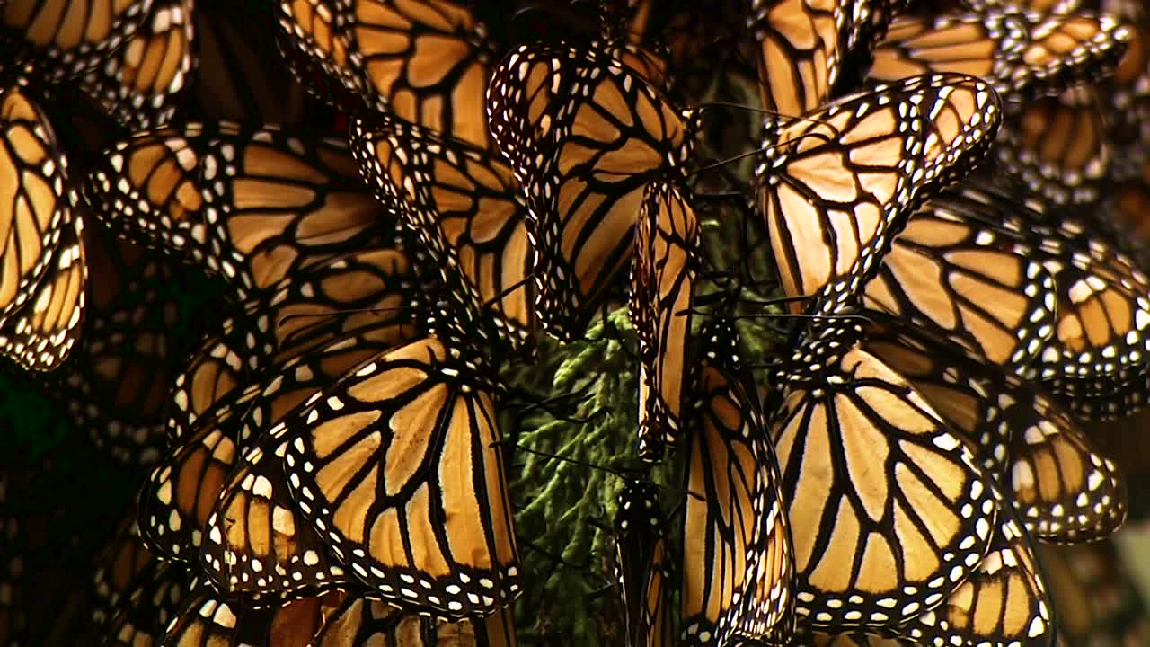 primeros planos de un gran número de mariposas monarca en una rama de pino