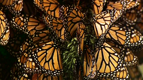 close up shots of a large number of monarch butterflies on a pine tree branch