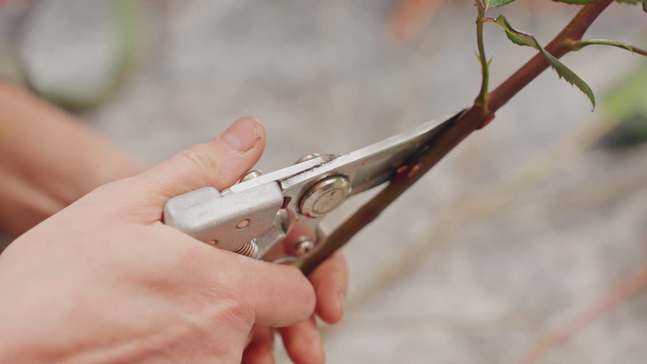 Processo di potatura del fiorista. Taglio degli steli di rosa con le forbici da potatura. Vista dettagliata delle forbici da fiorista durante l'operazione di rifilatura degli steli. Ripresa precisa che mostra le forbici da potatura che tagliano steli di rosa legnosi con spine visibili.