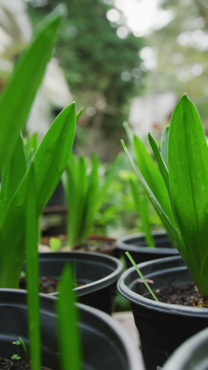 video vertical de primer plano de plantas en macetas en el jardín