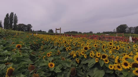 Sonnenblumenfeld-Und-Andere-Blumen-4k