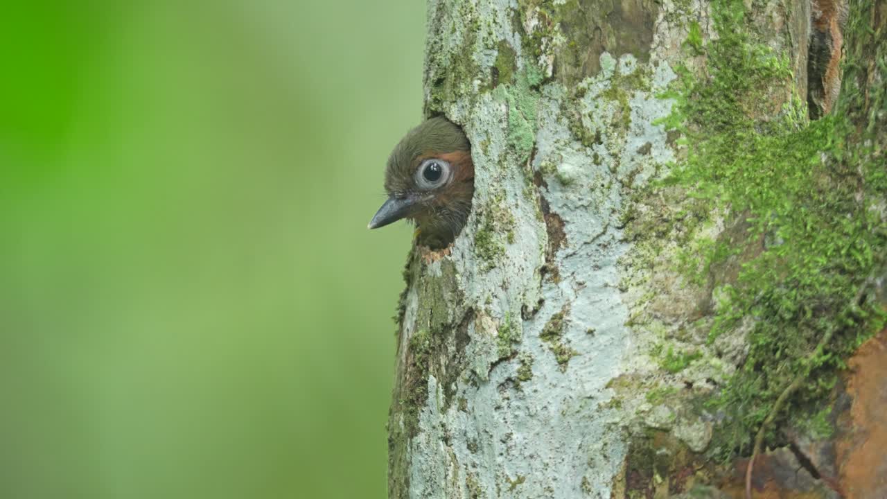 Rufous Piculet peeking out from a neat, round nest hole carved into the side of a mossy tree trunk.