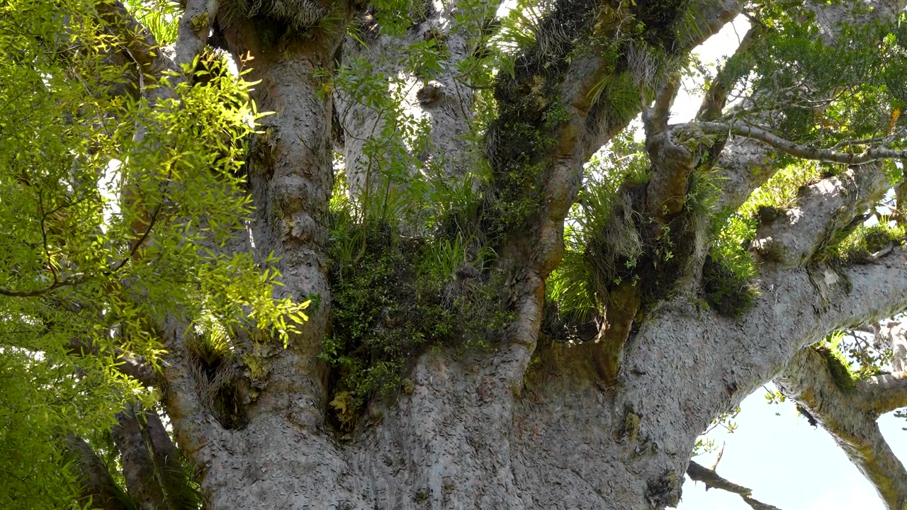 Dettagli di Tane Mahuta, AKA Dio della Foresta, un gigantesco albero di kauri nella foresta di Waipoua, regione di Northland, Nuova Zelanda, scatto ravvicinato