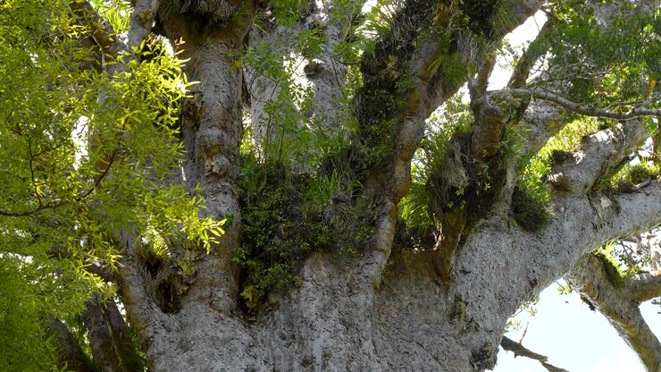 Dettagli di Tane Mahuta, AKA Dio della Foresta, un gigantesco albero di kauri nella foresta di Waipoua, regione di Northland, Nuova Zelanda, scatto ravvicinato