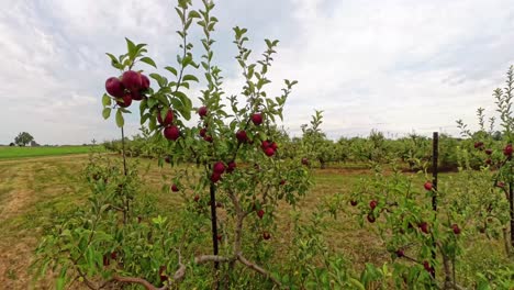 Walking through an apple orchard in Columbus Ohio