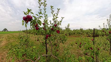 walking through an apple orchard in columbus ohio