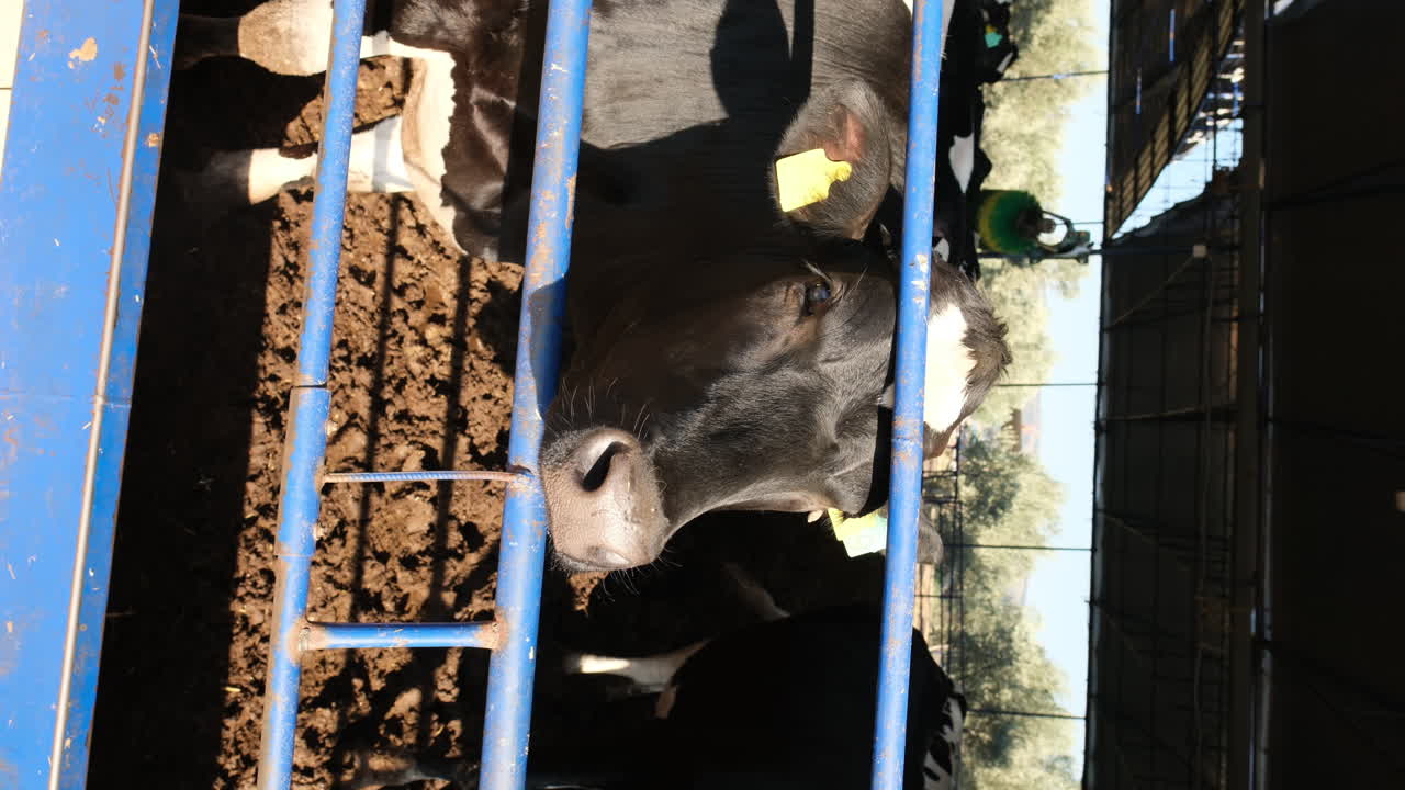 혁신적인 유제품 농업: 효율적이고 지속 가능한 관행