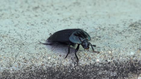 macro de un gran escarabajo negro en la acera con antenas moviéndose por todas partes - macro, bichos en corea del sur