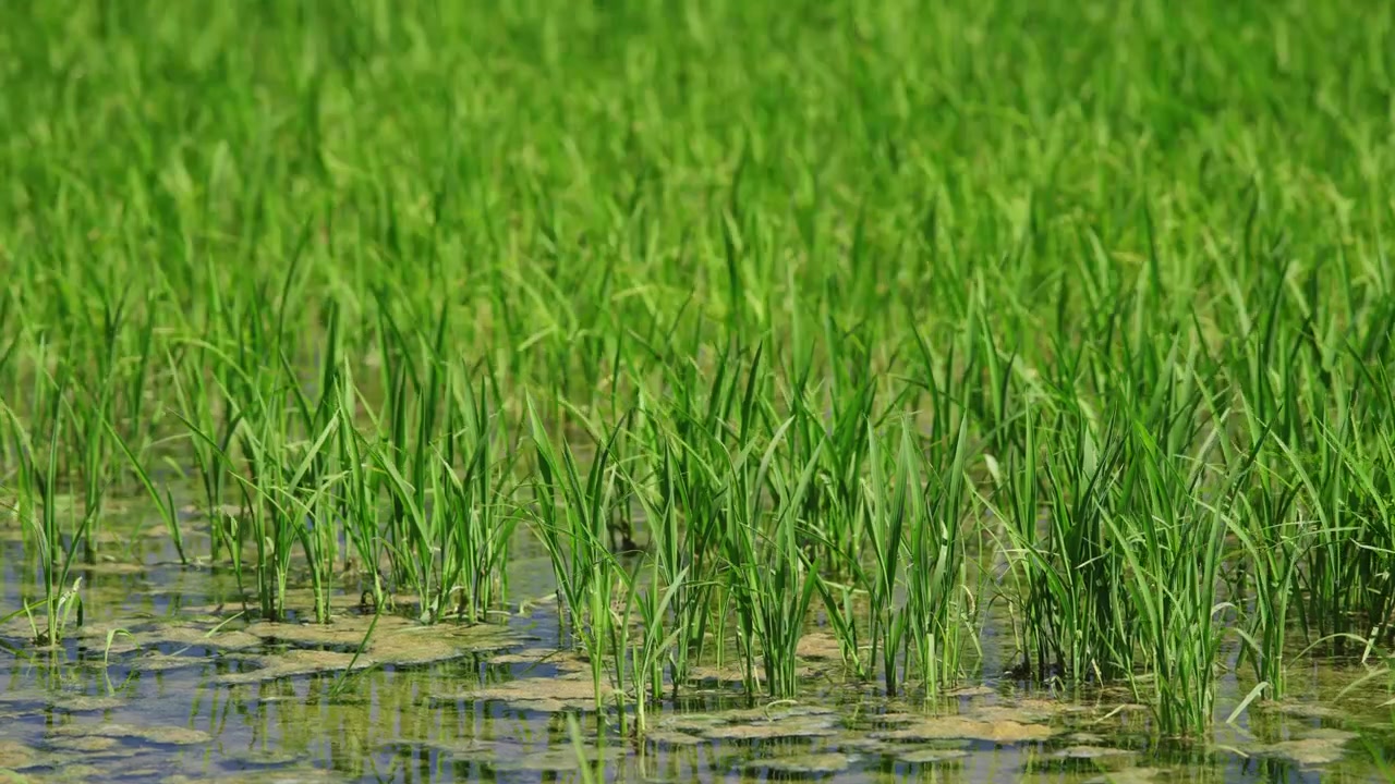Piante di riso che crescono in una risaia allagata nel Delta dell'Ebro, Spagna