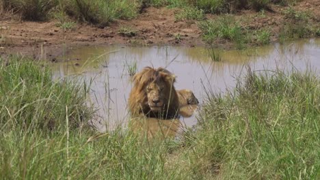 Male-lion-laying-in-shallow-pool-of-water-to-keep-cool-in-mid-day-sun