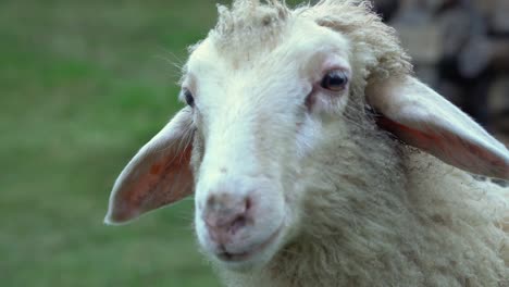 close up view of female hand petting cute white sheep on cloudy day