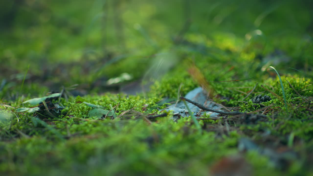 은 빛이 작은 식물과 모스로 인 숲 바닥에 부드럽고 반이는 빛을 내는 은 초록색 식물이 클로즈업으로 포착되었습니다.