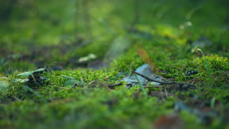 la exuberante vegetación verde capturada en primer plano con la cálida luz del sol proyectando un brillo suave y radiante sobre las pequeñas plantas y el suelo del bosque cubierto de musgo