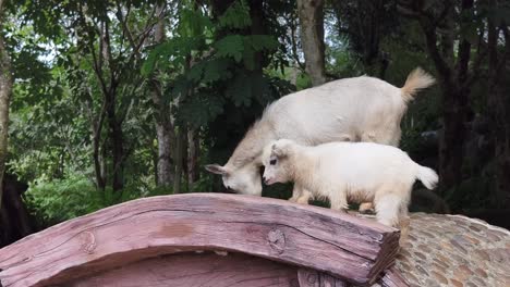 two goats on a wooden structure in a forest