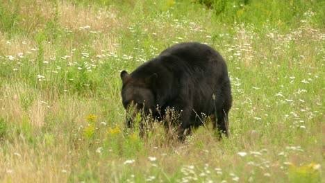 Schöne-Nahaufnahme-Eines-Schweren-Erwachsenen-Schwarzbären,-Der-Ruhig-Durch-Eine-Wiese-Läuft