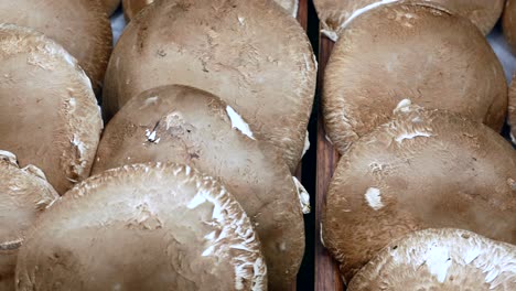 un montón de hongos champignon, de cerca,