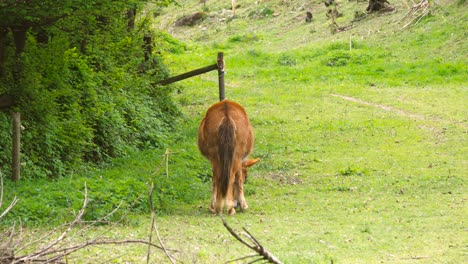 brown horse grazing grass on a green meadow in the countryside