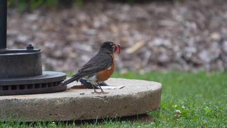 an american robin standing on a concrete pad with its beak full of worms