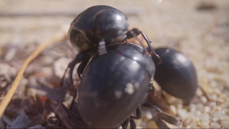 Ants-eating-a-beetle