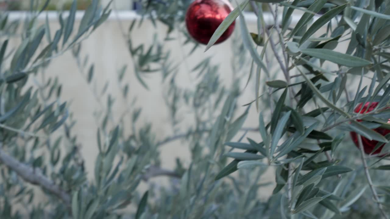 Olive tree with red ornaments in winter garden, festive Christmas scene