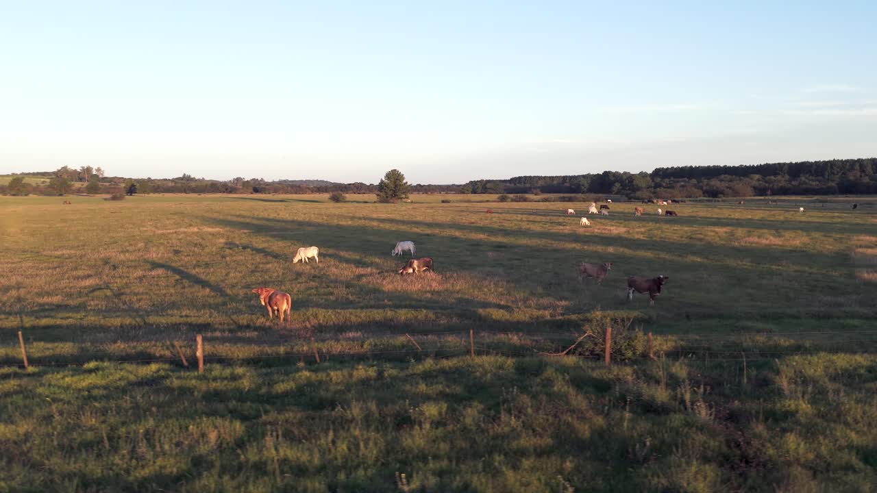 Uma imagem aérea lateral de um campo na Argentina com várias raças de gado