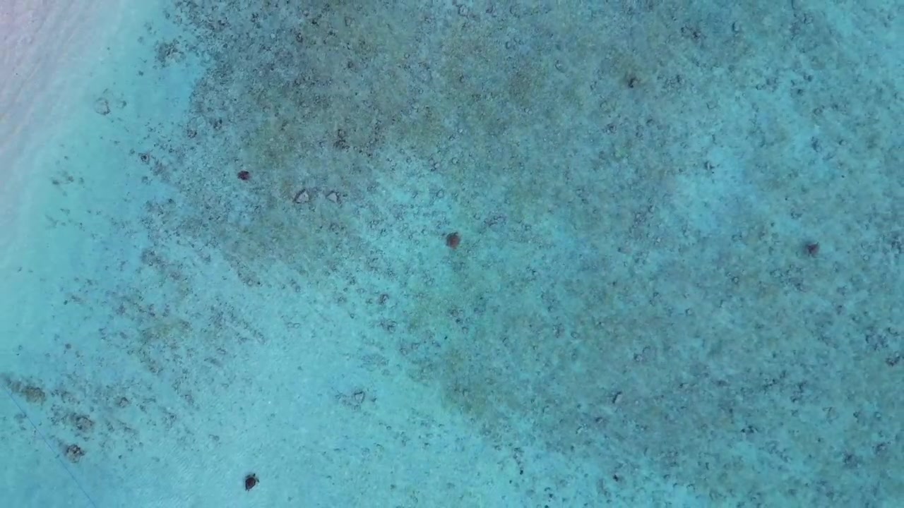 Sea turtle swimming shallow turquoise water near a tropical beach from above. Fantastic aerial view ascending raise up drone camera pointing down