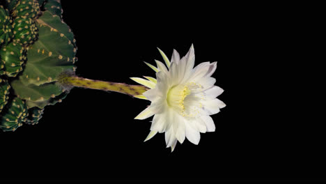 Cactus-Delicada-Flor-Blanca-Florecer-Y-Retraer