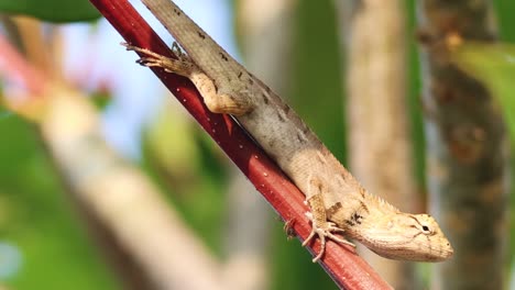 A lizard skillfully climbs a vibrant red branch amidst lush green foliage in a sunlit garden.