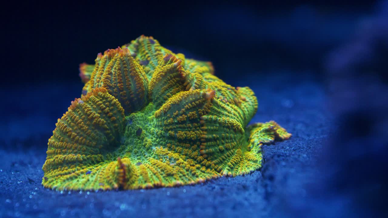 Medium shot of Tequila Sunrise Rhodactis coral under actinic lighting, featuring a green surface with yellow ridges and subtle orange highlights around the edges in reef aquarium