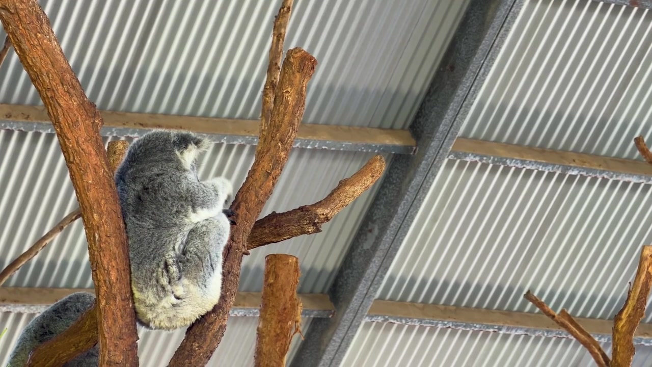 Un koala riposa su un ramo sotto un tetto in lamiera ondulata in un santuario in Australia.