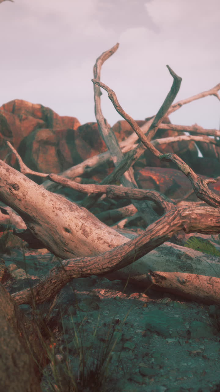 A pile of dead branches and logs on the forest floor
