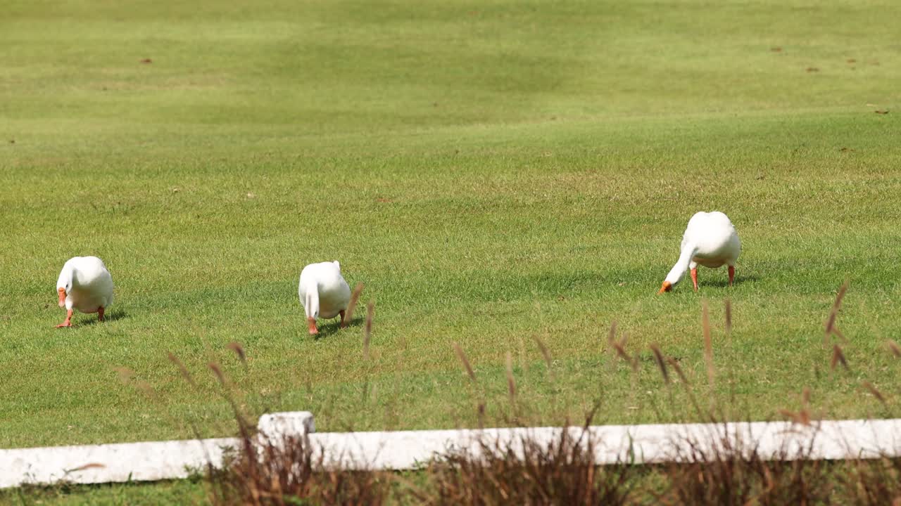 색 이비스가 잔디를 고 고 있습니다.