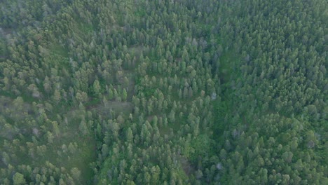 Vista-Aérea-A-Vista-De-Pájaro-Bosque-Mixto