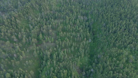 bird eye aerial view mixed forest