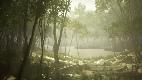 serene morning light filters through tall trees by a tranquil pond