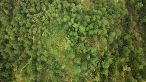 Toma-Aérea-Directamente-Sobre-Un-Espeso-Bosque-O-Jungla-En-El-Sudeste-Asiático-Con-Atisbos-De-Senderos-Para-Caminar