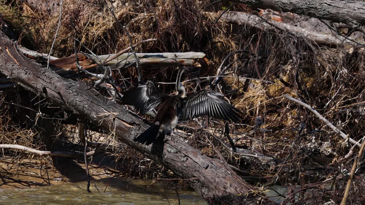 안힌가 새 가 나무 어리 에 날개 를 건조 시키고 있다
