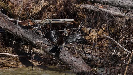pájaro anhinga secando las alas en un tronco