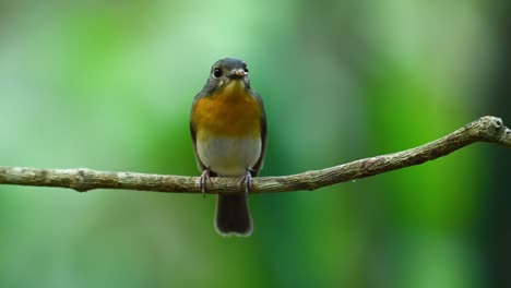 papamoscas azul de indochina, cyornis sumatrensis