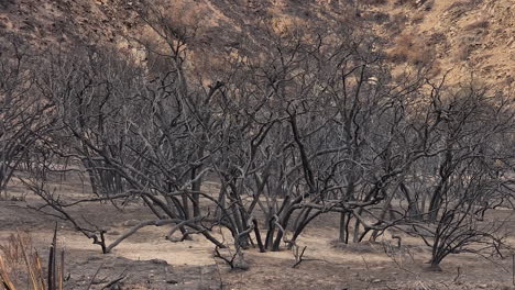 destroyed plants in hot landscape of california after wild fires