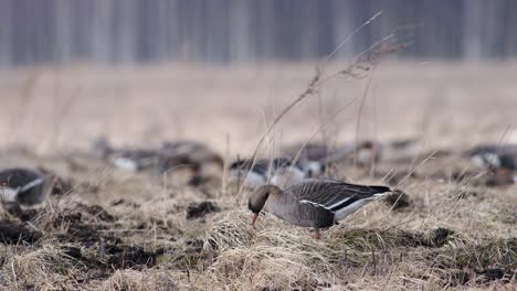 large flock of white-fronted and other geese during spring migration resting and feeding on meadow take off