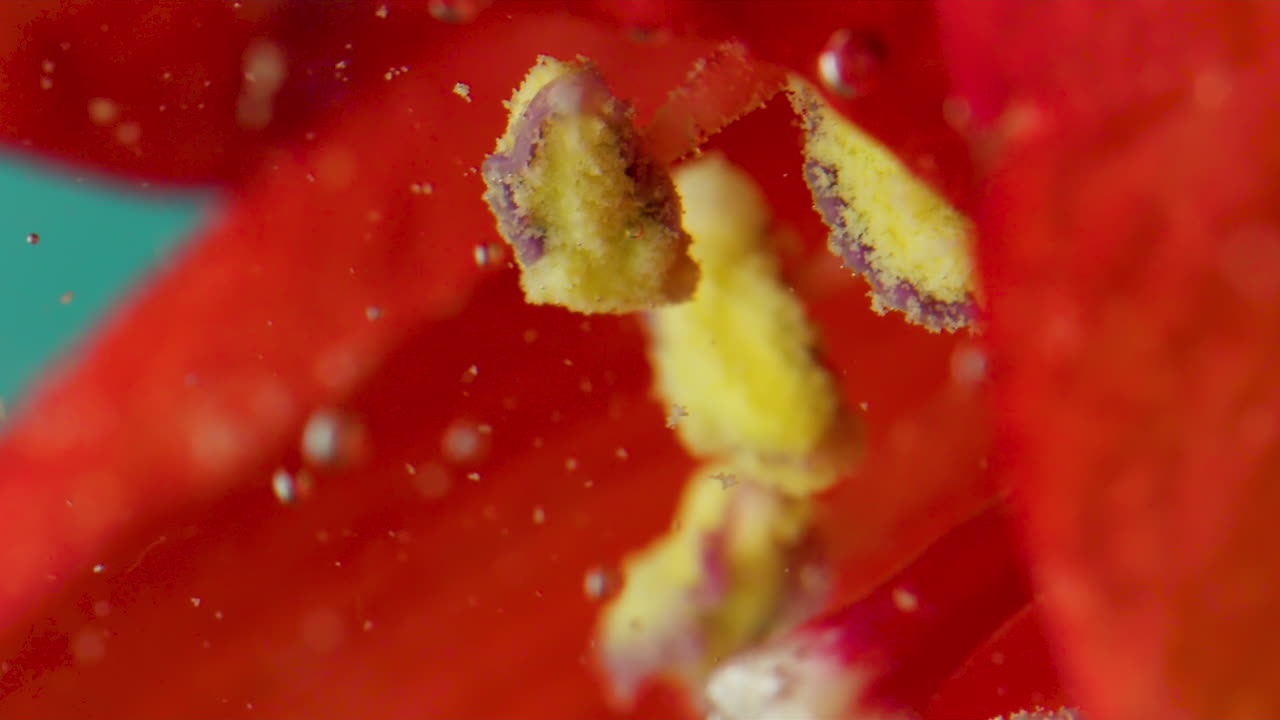 primer plano del polen en una flor roja