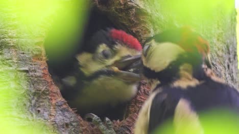 escena de observación de aves de vida silvestre de polluelo de pájaro carpintero alimentado por madre, estático, día