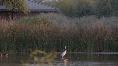 IEgret-stands-on-a-log-in-a-pond-with-cattail-reeds-behind-it